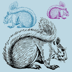 动物啮齿动物松鼠松鱼公园白色小动物荒野栗鼠草图野生动物森林艺术松鼠插画