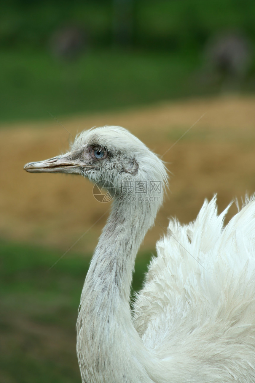 白色瑞雅的近距离眼睛羽毛动物脖子野生动物图片