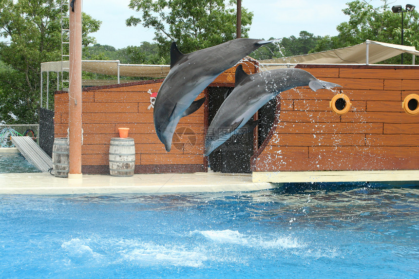 两只海豚在空气中横飞图片