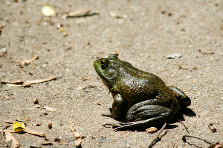 美国公牛蛙背景图片