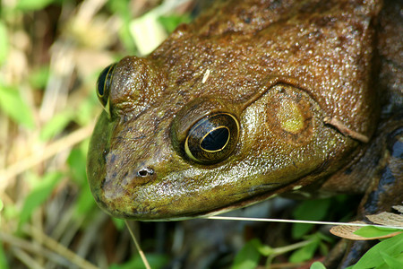 近距离靠近一只美国公牛蛙青蛙蟾蜍池塘动物眼睛绿色生物两栖动物沼泽背景图片