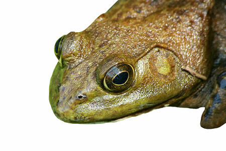 近距离靠近一只美国公牛蛙蟾蜍动物池塘沼泽两栖动物绿色生物眼睛青蛙背景图片