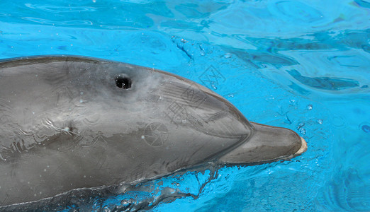 近距离的海豚游泳背景图片