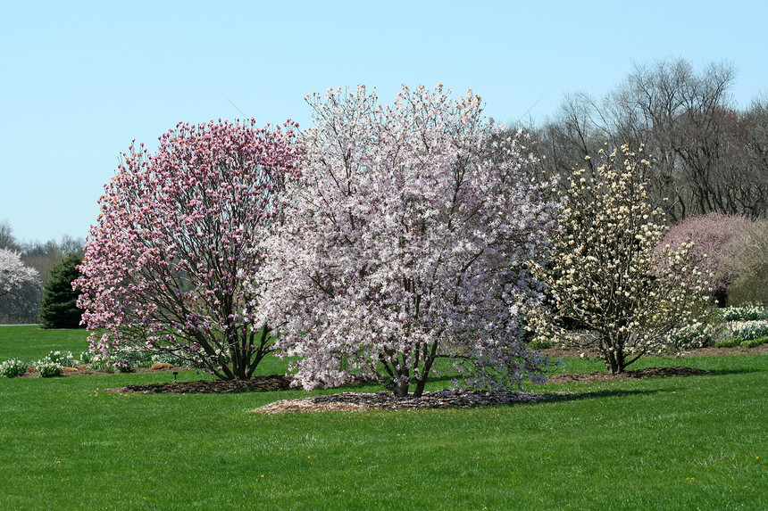 树在公园中开花树木绿色季节性植物黄色白色生长天空花朵图片