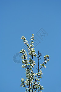 树在蓝天空下开花背景图片