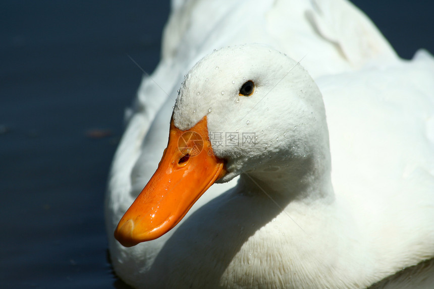 池塘中的白家鸭生物眼睛白色动物皮肤鸭子农业羽毛游泳家禽图片
