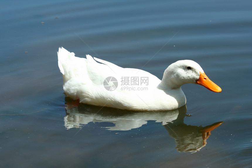 池塘中的白家鸭家禽动物农业羽毛农场白色游泳生物红色鸭子图片