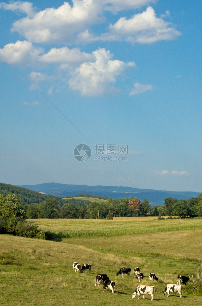 阳光字段太阳植物农村奶牛季节土地天空蓝色地平线环境图片