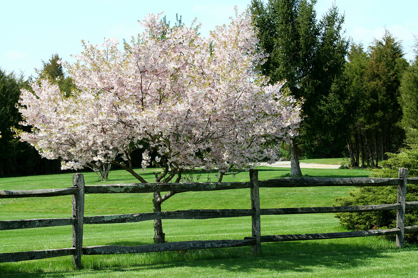 树在围栏附近开花图片