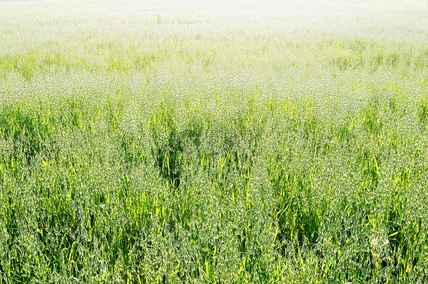 谷物作物场地农场玉米国家绿色粮食燕麦生长乡村食物图片
