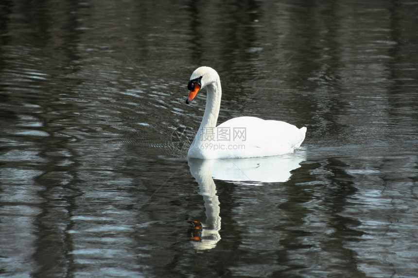 白天鹅在湖中游泳鸟类白色脖子动物镜子反射图片