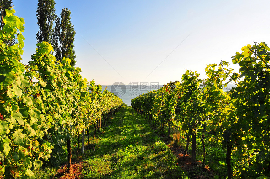 德国格拉佩文水果农业葡萄园饮料叶子维生素绿色藤蔓日落食物图片