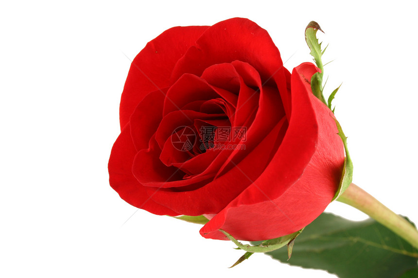 白色背景的孤立红玫瑰美丽花园玫瑰植物群红色礼物花瓣图片