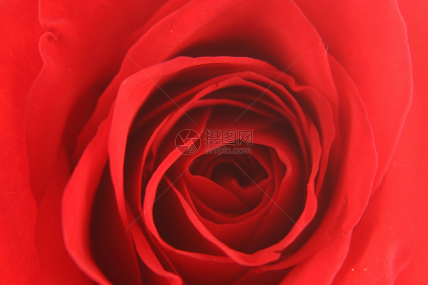 红玫瑰背景纹理红色玫瑰礼物花瓣植物群美丽花园图片