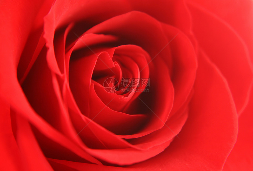 红玫瑰背景纹理礼物红色玫瑰花瓣花园植物群美丽图片