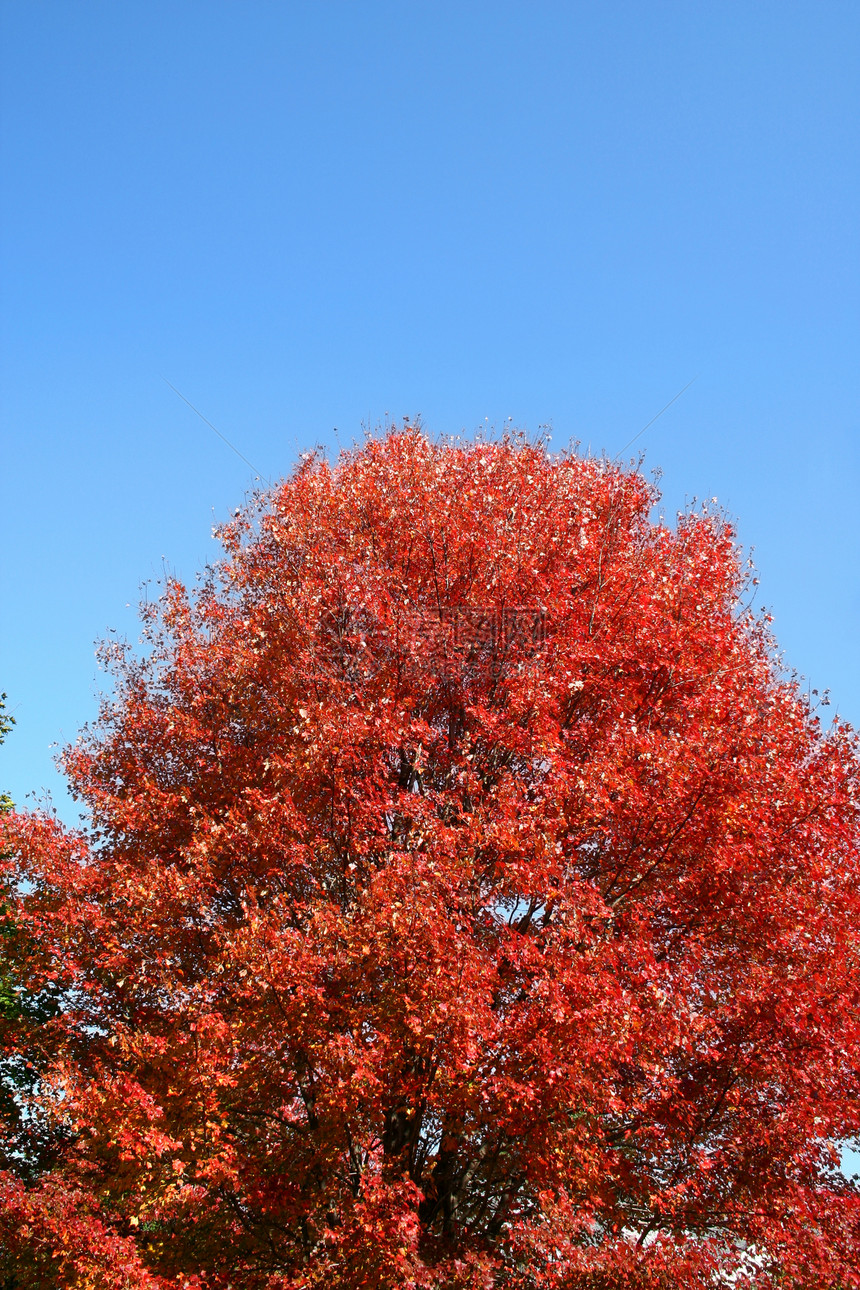 秋红树图片