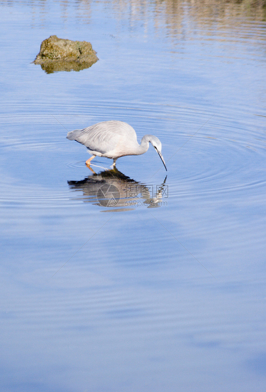 猎 Heron狩猎羽毛涟漪鲈鱼溪流沼泽白鹭海洋池塘反射图片