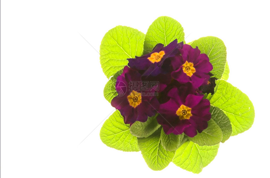 鲜花繁荣心海物品紫色工作室中提琴图片