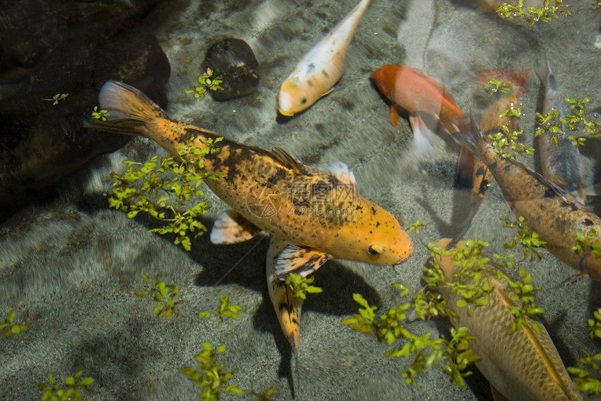 科伊水族馆碎石石头鲤鱼氢气图片