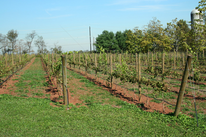 葡萄列数食物藤蔓健康饮食紫色绿色生产葡萄园白色酒厂叶子图片