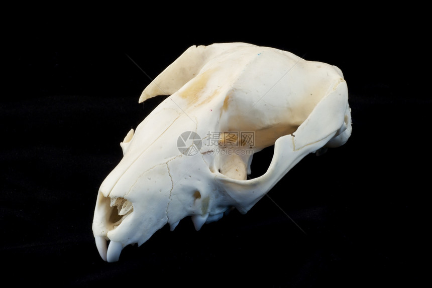 老鼠头骨图片