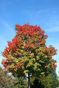 秋树树色彩叶子森林树叶绿色天空红色季节植物树木背景图片