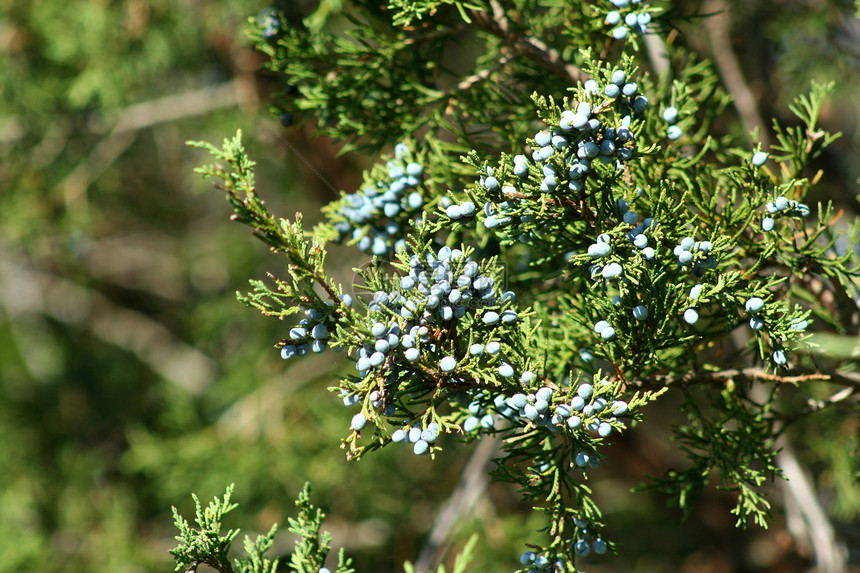 贝类叶子树叶蓝色衬套季节水果绿色植物图片