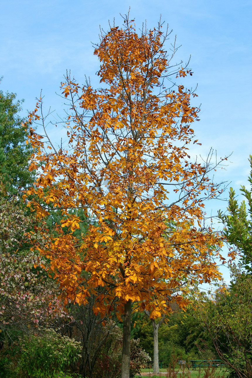 秋树树红色森林天空植物叶子季节色彩绿色橙子树木图片