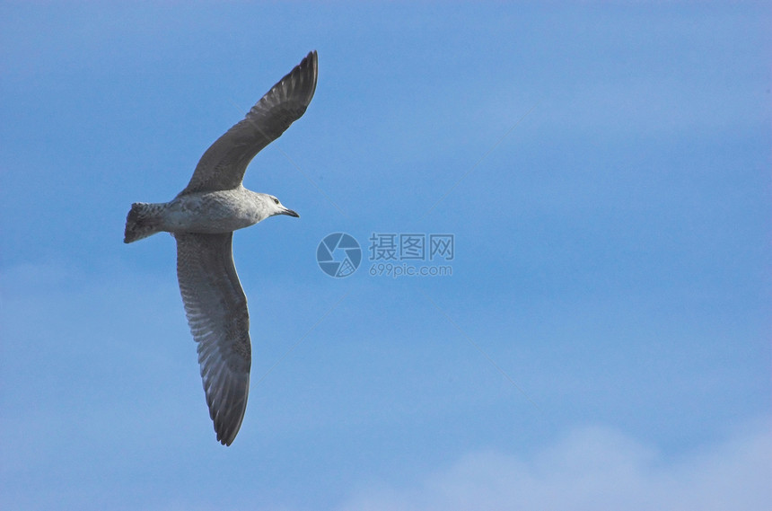 海鸥翅膀生物环境动物学航班动物群鸟类动物飞行图片