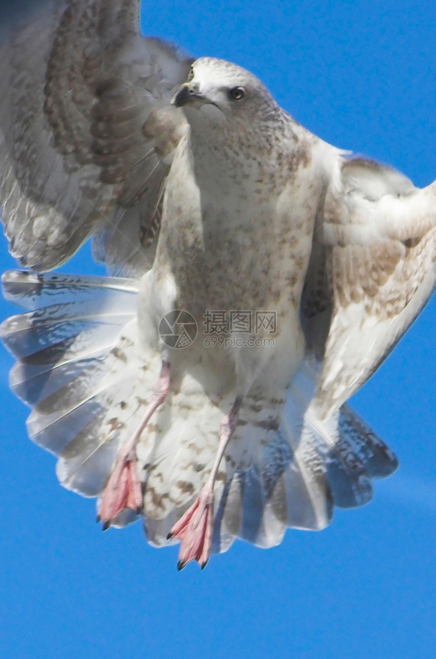 海鸥动物生物鸟类飞行环境动物群翅膀航班攻击动物学图片