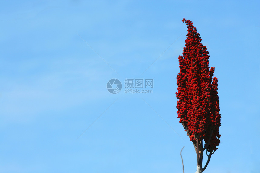 红色鲜花花瓣杂草花园天空植物群植物蓝色图片