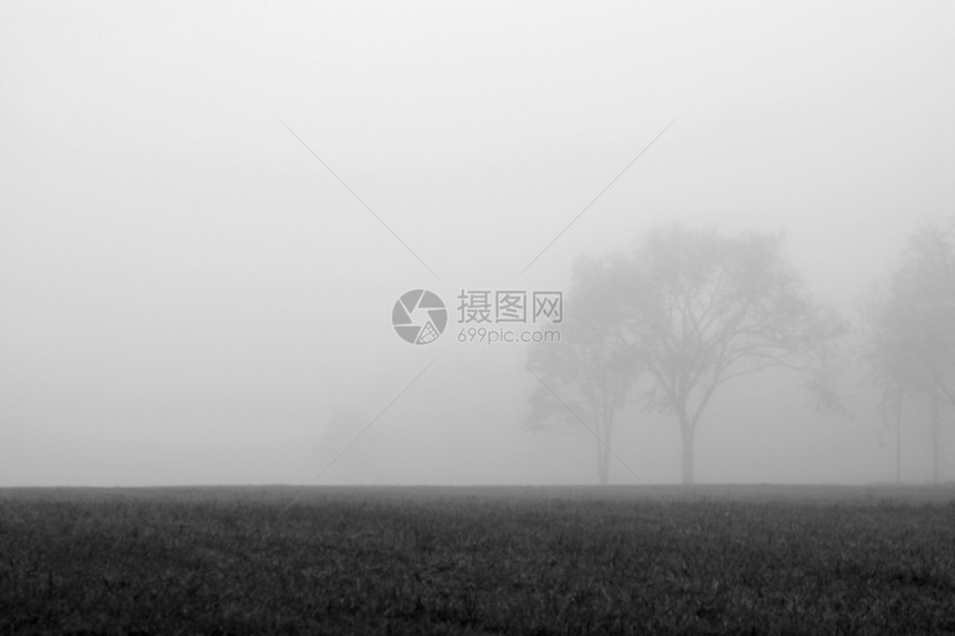 福吉树树木天空场地薄雾场景森林天气乡村美丽图片