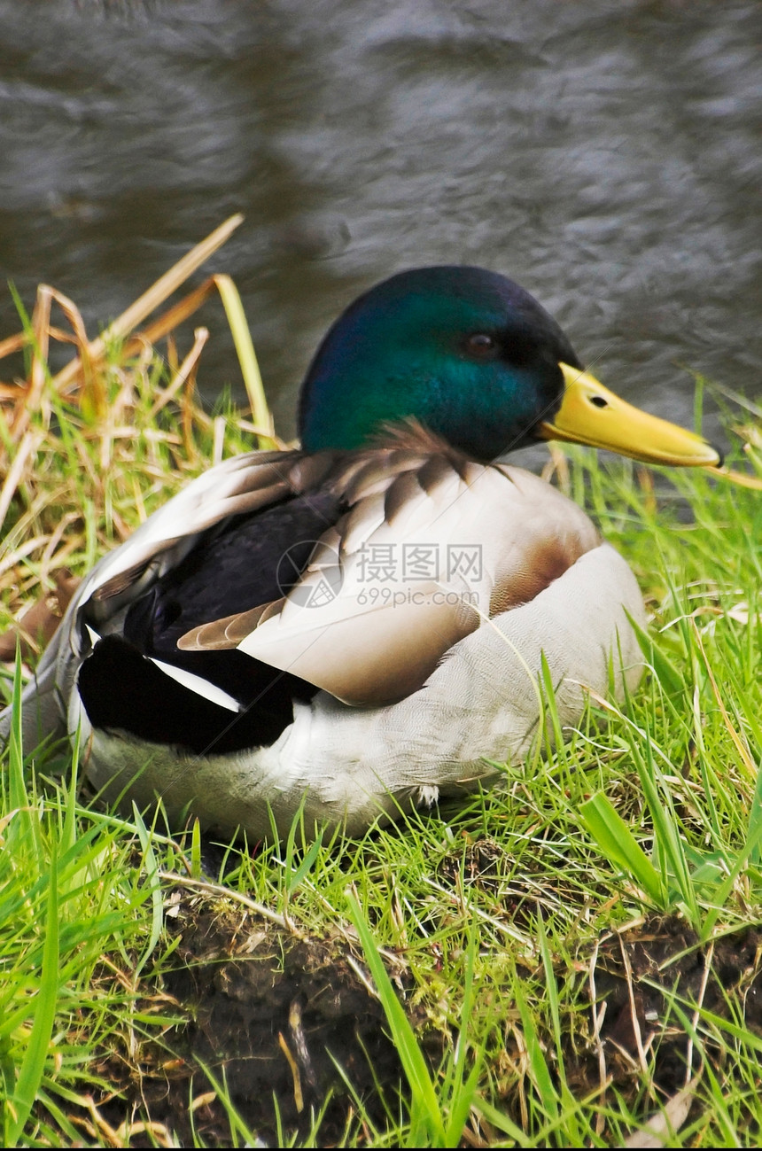 鸭子动物群男性生物动物学绿头环境野生动物动物飞行翅膀图片