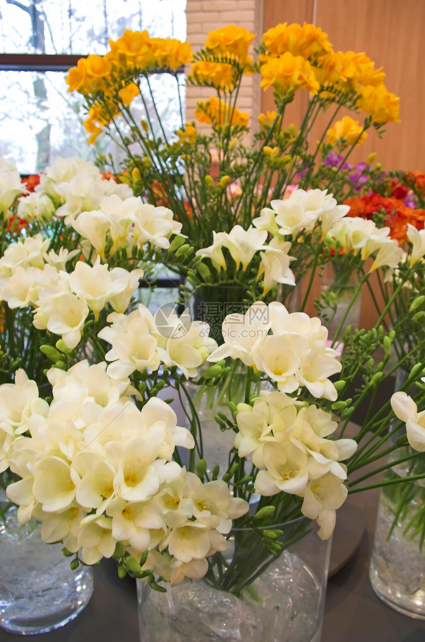 鲜花博览会花束植物展示白色展览市场农业物品节日图片