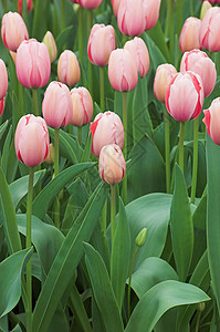 鲜花物品绿色粉色花朵花园露台郁金香植物场地背景图片