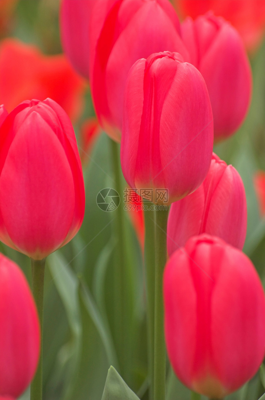 鲜花绿色花园场地植物花朵物品郁金香露台红色图片