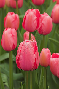 鲜花郁金香花园物品花朵场地绿色粉色植物露台背景图片