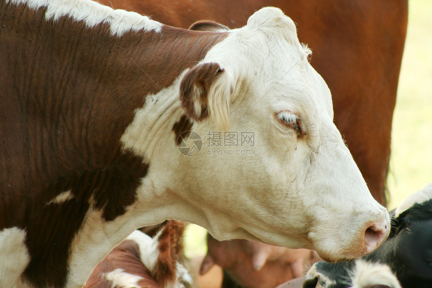 奶牛农田动物农业健康饮食农场奶牛场乳牛哺乳动物风光牛奶图片
