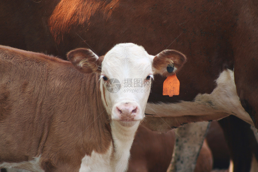牛页哺乳动物牛奶奶制品农场家养牛健康饮食草地棕色农业田园图片