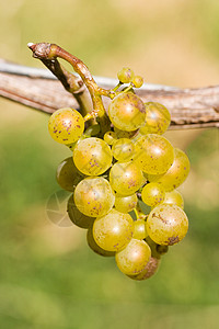 葡萄团叶子白色植物群酒厂绿色葡萄园生长藤蔓栽培背景图片