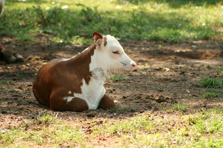 牛页场地草地牛奶家畜农田农场风光家养牛棕色奶牛场图片