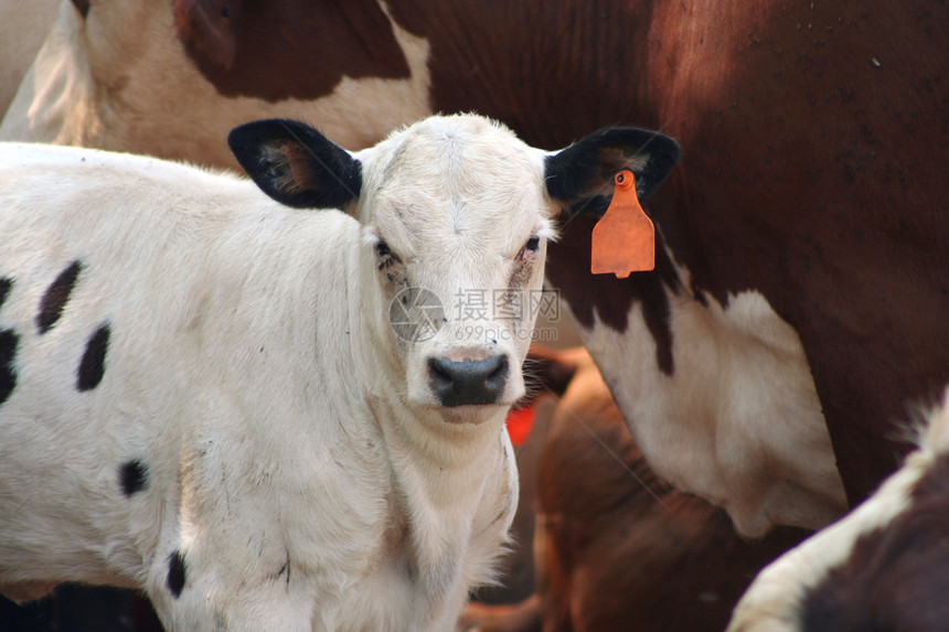 牛页牛肉绿色奶牛场田园家养牛哺乳动物场地家畜农场牧场图片