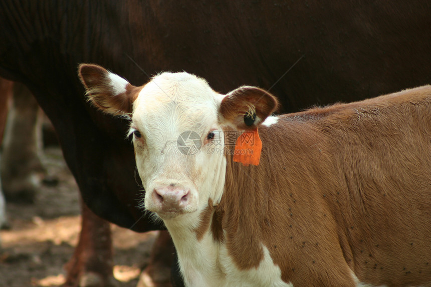 牛页风光农田牛奶哺乳动物动物农业农场牧场棕色牛肉图片