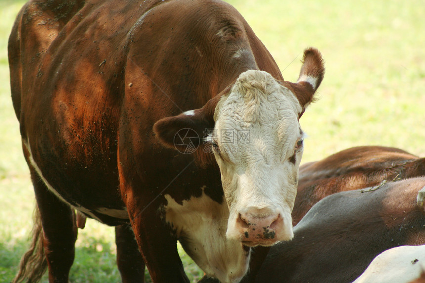 奶牛动物牛奶健康饮食棕色奶牛场奶制品场地乳牛农业田园图片