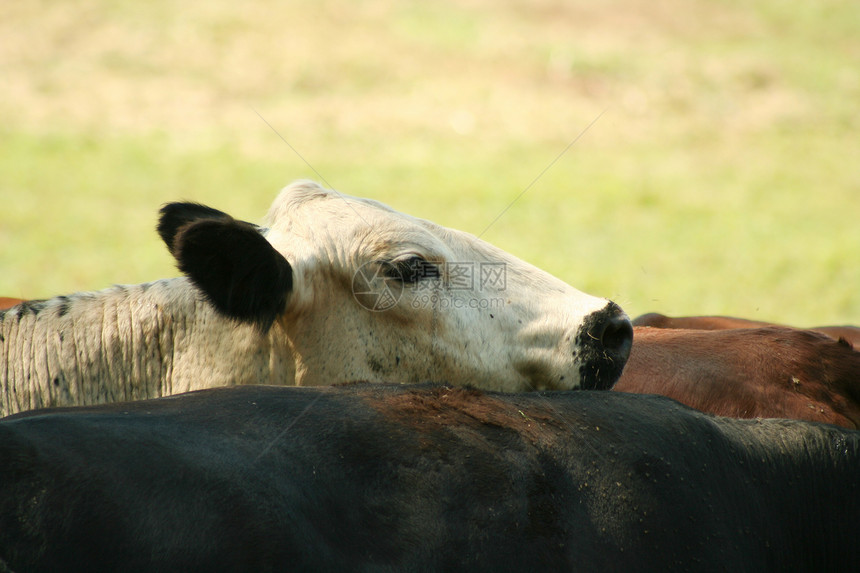 奶牛动物田园农业乳牛健康饮食哺乳动物场地农场牧场草地图片