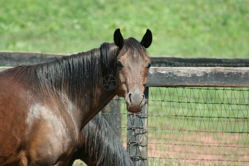 马头发棕色骑术牛仔农场小马场地动物草地牧场图片