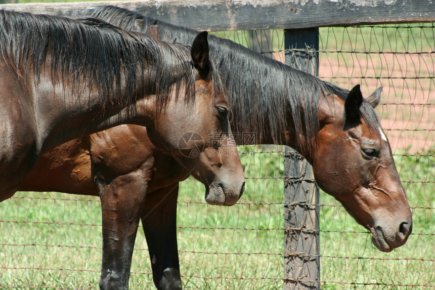 两匹棕色马国家乡村头发骑术绿色牧场场地骑马板栗农场图片
