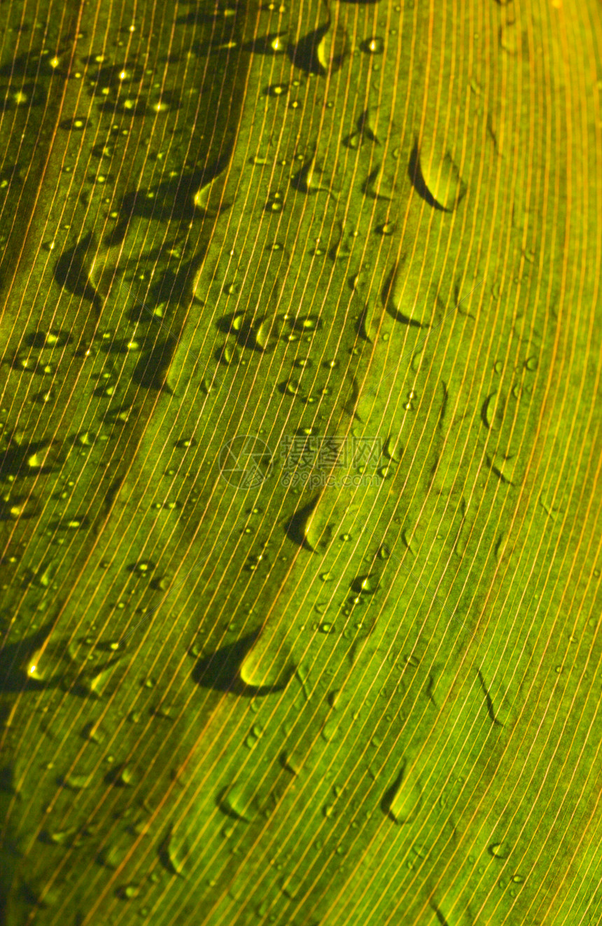湿叶叶纤维状叶子生长飞沫清扫绿色阳光纤维植物图片