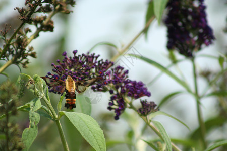 白雪莓 清除蜂鸟蝴蝶明翅飞行昆虫紫色背景图片
