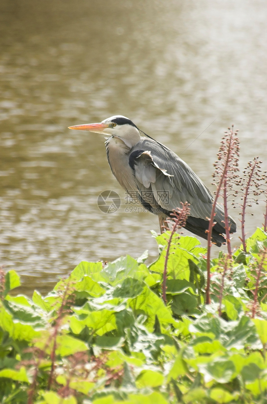 赫伦苍鹭荒野运河动物群边缘动物学飞行动物鸟类灰色图片